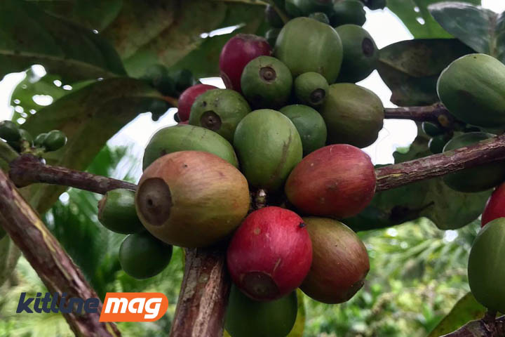 میوه-قرمز-قهوه-لیبریکا-در-مالزی